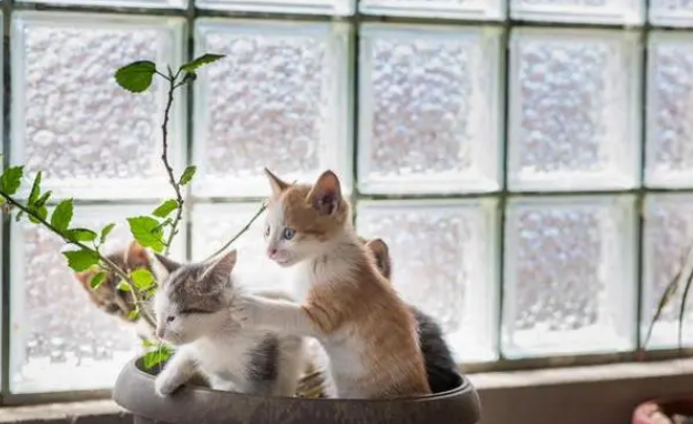 空巢老人养狗养猫养鹦鹉 空巢老人养狗养猫养鹦鹉