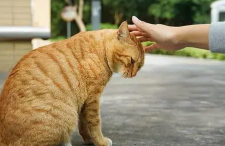 老人养猫为什么能不掉毛