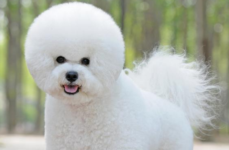 比熊犬新手如何正确饲养?比熊饲养攻略大全 比熊犬新手如何正确饲养?比熊饲养攻略大全