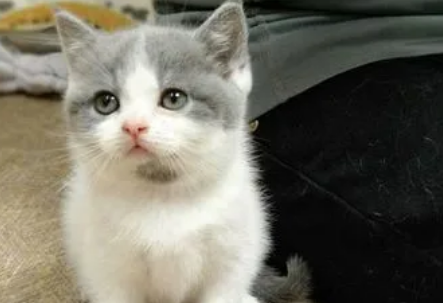 蓝白梵猫是什么意思?养蓝白猫有什么建议? 蓝白梵猫是什么意思?养蓝白猫有什么建议?