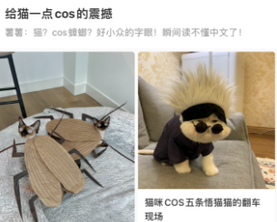 给猫一点cos的震撼，好小众的字眼！