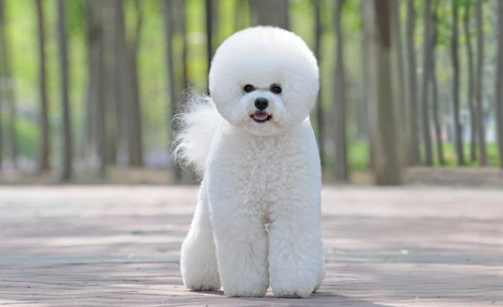 适合老年人养的陪伴犬
