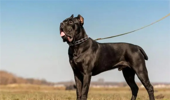 看家护院好帮手，世界十大护卫犬品种排行
