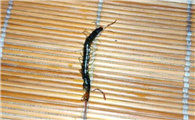 半夜睡觉床上发现一只蜈蚣