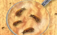 屋里的螨虫怎么去除简单方法
