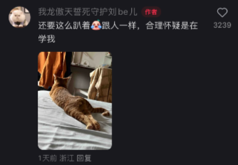 谁家猫躺得像根腊肠啊