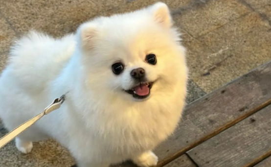 老人养什么狗作伴好