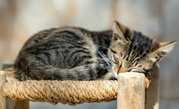 独居老人养猫死亡后