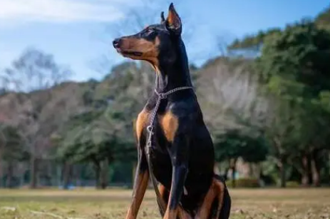 不认识护卫三剑客，你还敢说喜欢护卫犬？