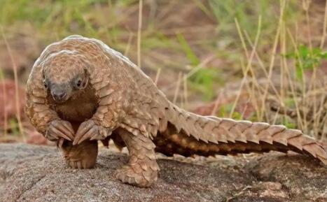 中国哪里有穿山甲 中国哪里有穿山甲