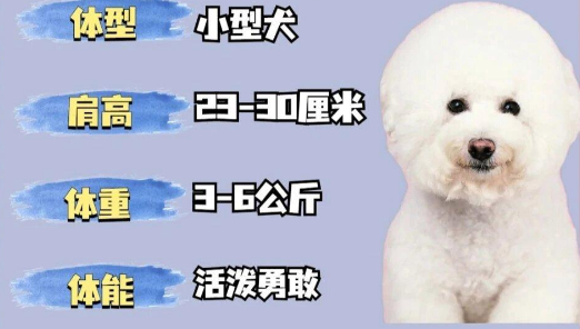 比熊犬种介绍-性格特点和饲养注意事项