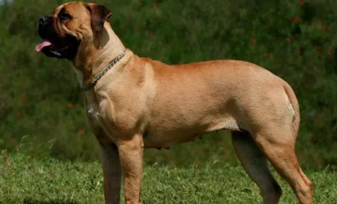攻击性最强的十种犬类,碰到它们我劝你赶紧远离 攻击性最强的十种犬类,碰到它们我劝你赶紧远离