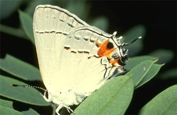 蝴蝶的特点有哪些 蝴蝶的特点有哪些