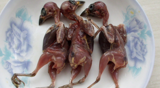 麻雀肉的功效和作用主治