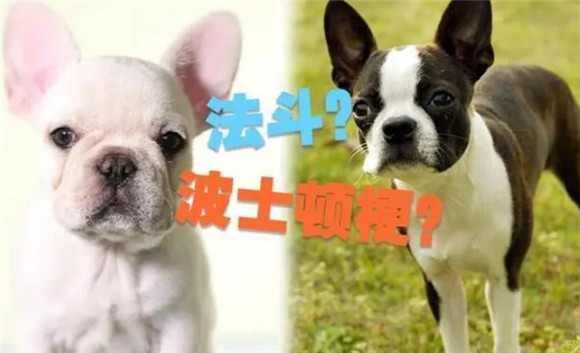 轻松区分法国斗牛犬与波士顿梗，五点技巧就够了！
