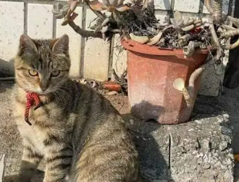 老年人养猫长寿有道理吗