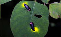 萤火虫是益虫还是害虫