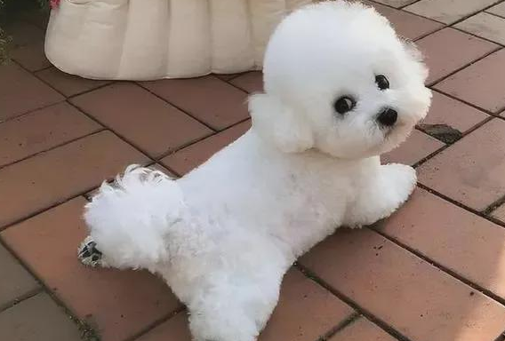 如何选择品相佳的比熊？