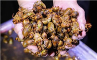 蝉虫怎么处理