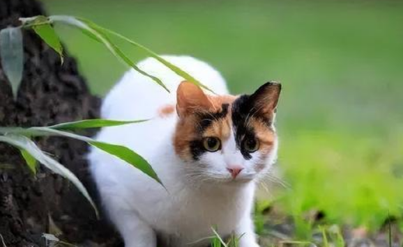 老人为什么说家里养猫不吉利啊
