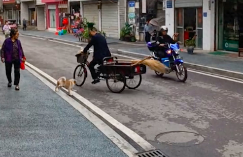 狗狗每天都等待扫地大爷，求载它逛街溜一圈