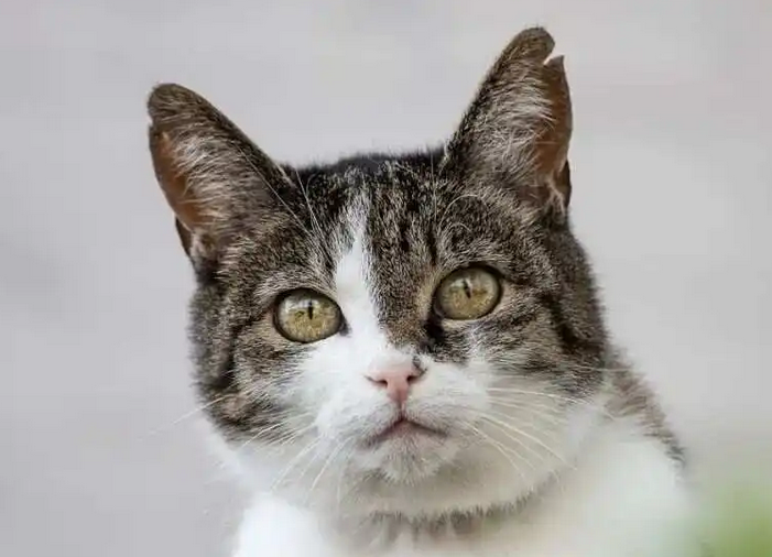 老人养猫合适吗