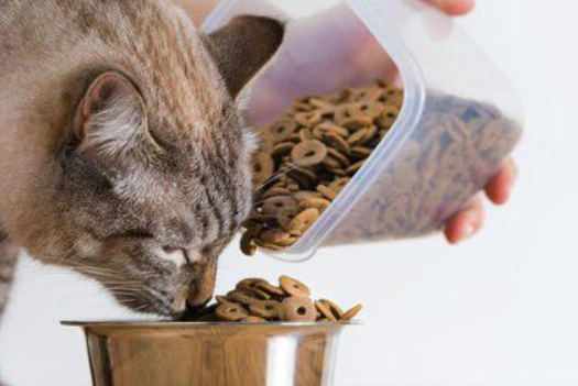 小泥糊猫粮怎么样