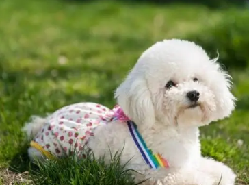 十大最有活力的狗品种，你的狗上榜了吗？