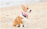 大中小型犬如何区分？