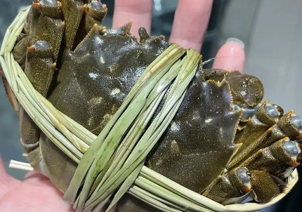 蟹公馆指南:仔蟹饵料与投喂技巧 蟹公馆指南:仔蟹饵料与投喂技巧