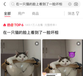 在一只猫的脸上看到了一脸坏相