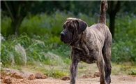 攻击性最强的十种犬类，碰到它们我劝你赶紧远离