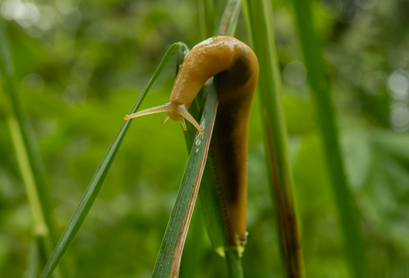 蛞蝓怎么防治