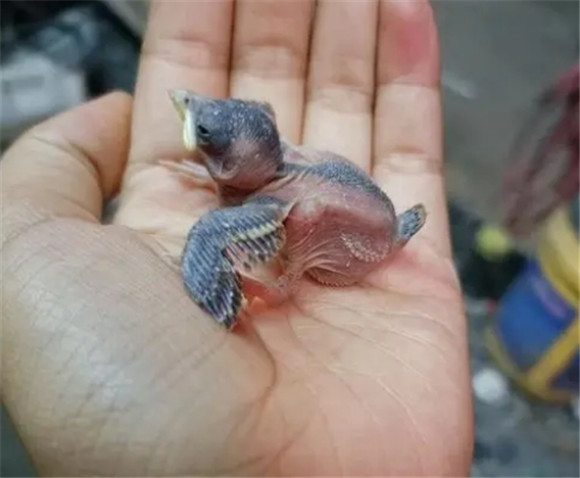 麻雀小时候长什么样子