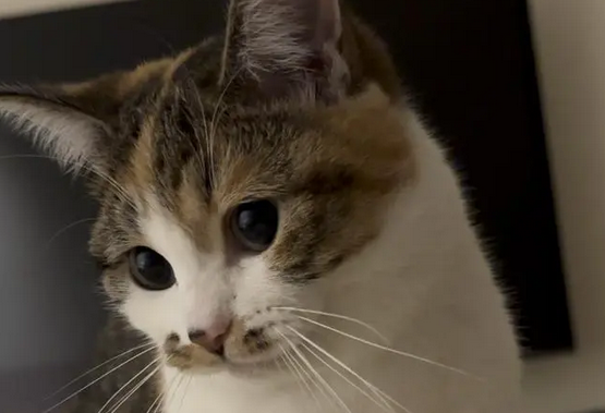 老人养猫的好处和坏处 老人养猫的好处和坏处