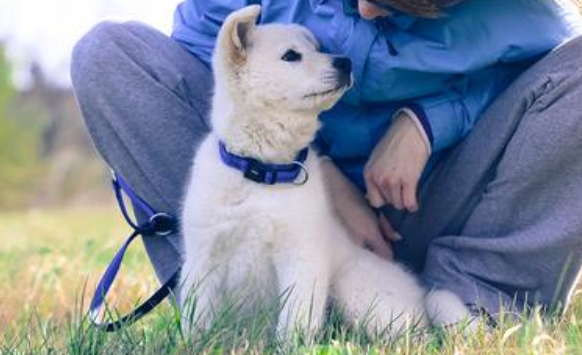 老人养狗还是养猫