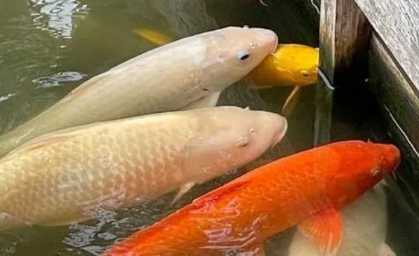 老人养鱼当宠物喂饭