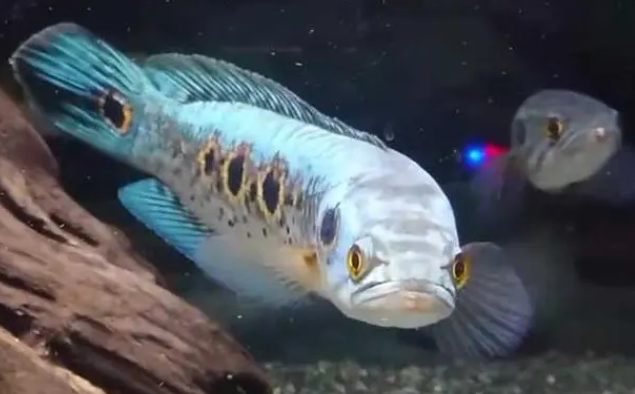 七彩海象温度