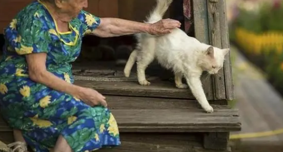 独居老人无儿无女养猫 独居老人无儿无女养猫