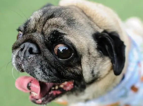 巴哥犬怎么养最好? 巴哥犬怎么养最好?