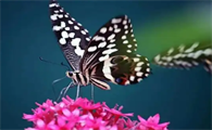 蝴蝶飞行有什么特点