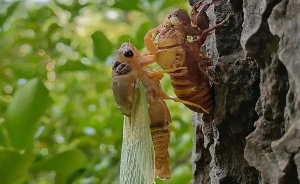 蝉是怎么蜕皮的