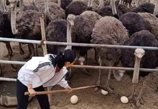 鸵鸟的养殖多少钱一只