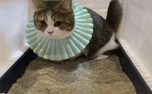 洁珊猫砂质量如何 洁珊猫砂质量如何