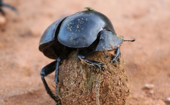 屎壳郎喜欢吃什么 屎壳郎喜欢吃什么