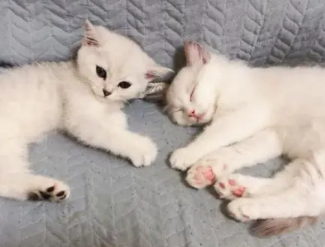 家里养猫对老年人好吗 家里养猫对老年人好吗