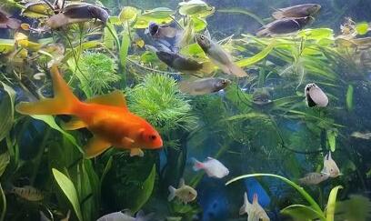老人养鱼推荐品种