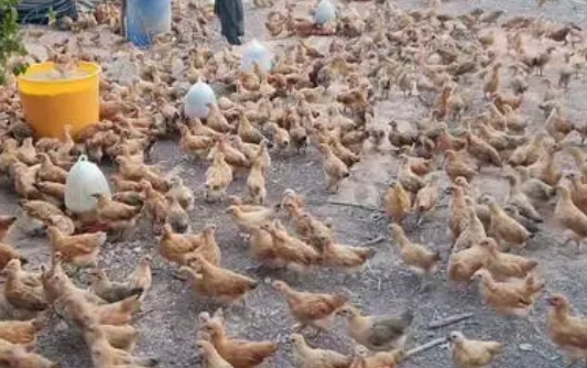 一平方米养多少鸡苗 一平方米养多少鸡苗