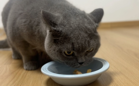 澳诺滋算是毒猫粮吗 澳诺滋算是毒猫粮吗