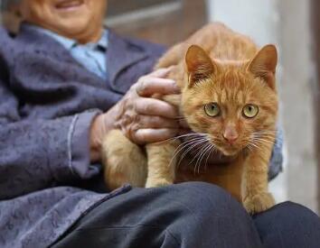 孤寡老人养猫陪伴